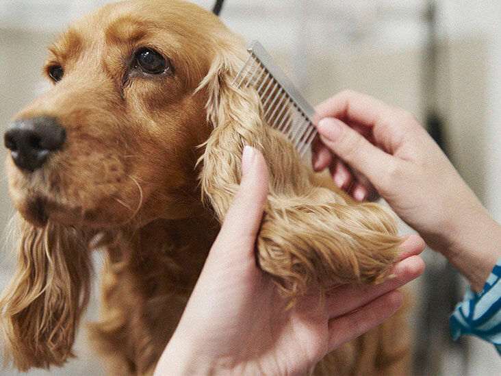 cockerspaniel ears being combed with flea comb