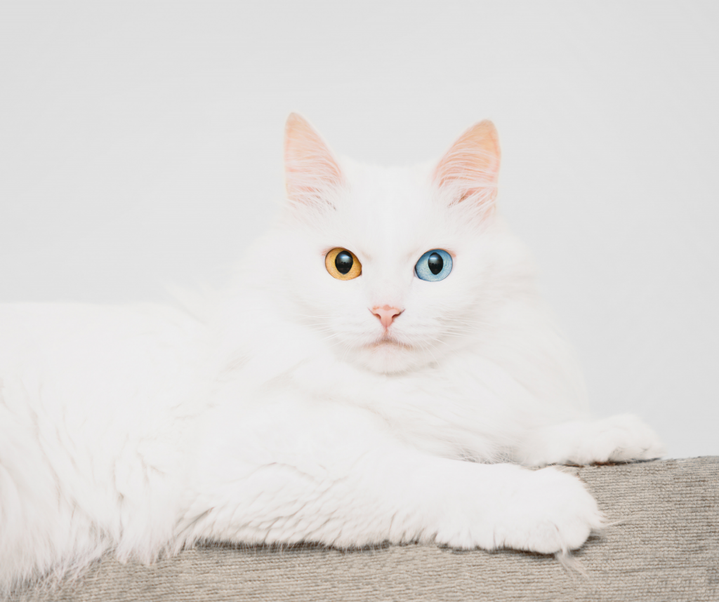 cat with two colored eyes