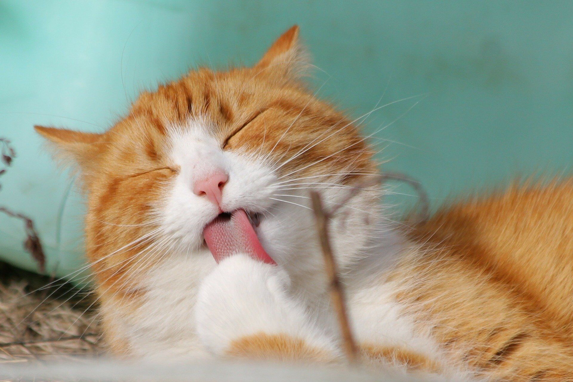 cat with closed eyes licking paw