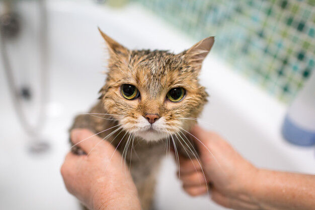 wet cat being bathed in tub