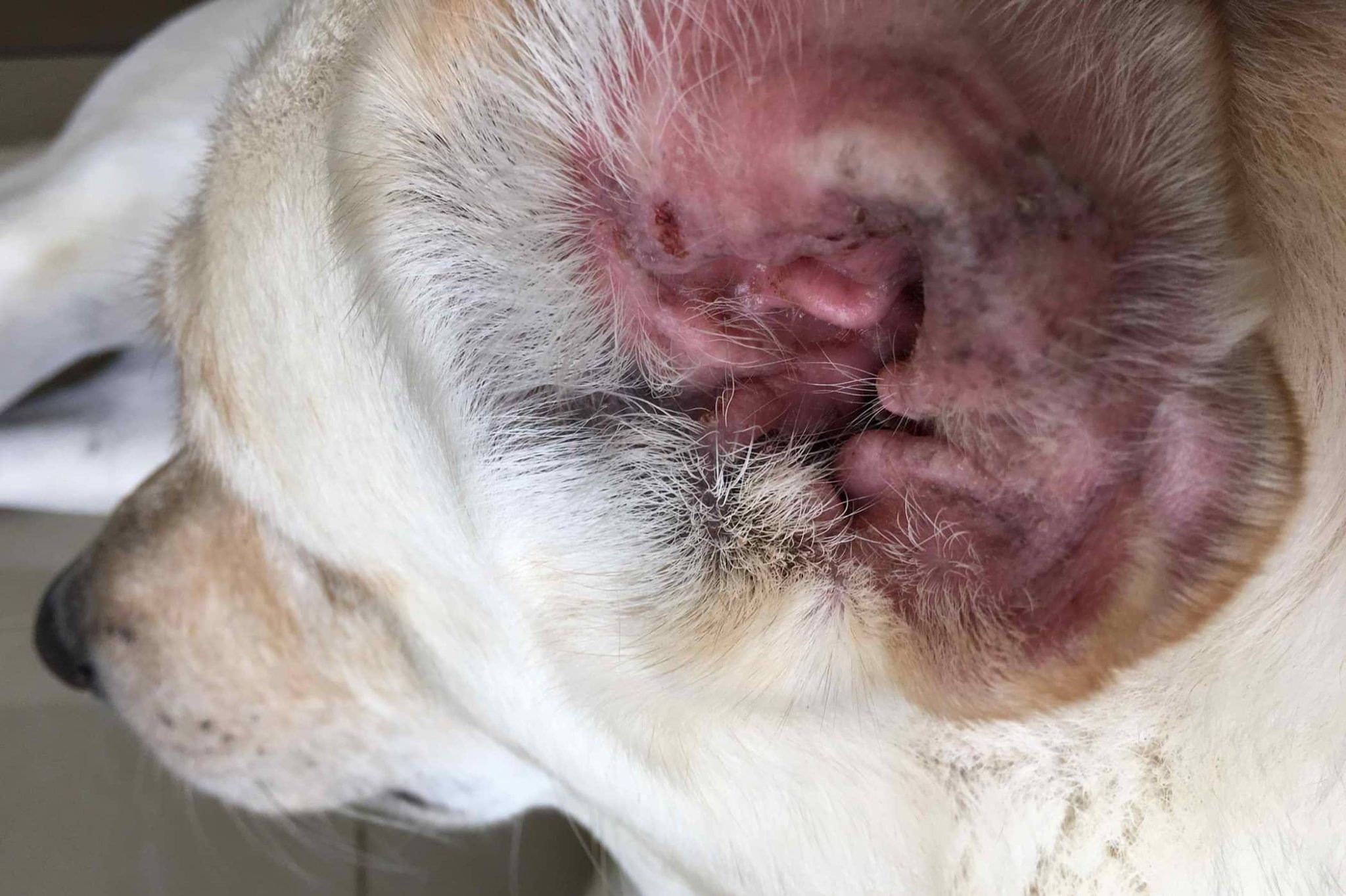 Dog Ear Infections Causes Symptoms And Treatments Airvet