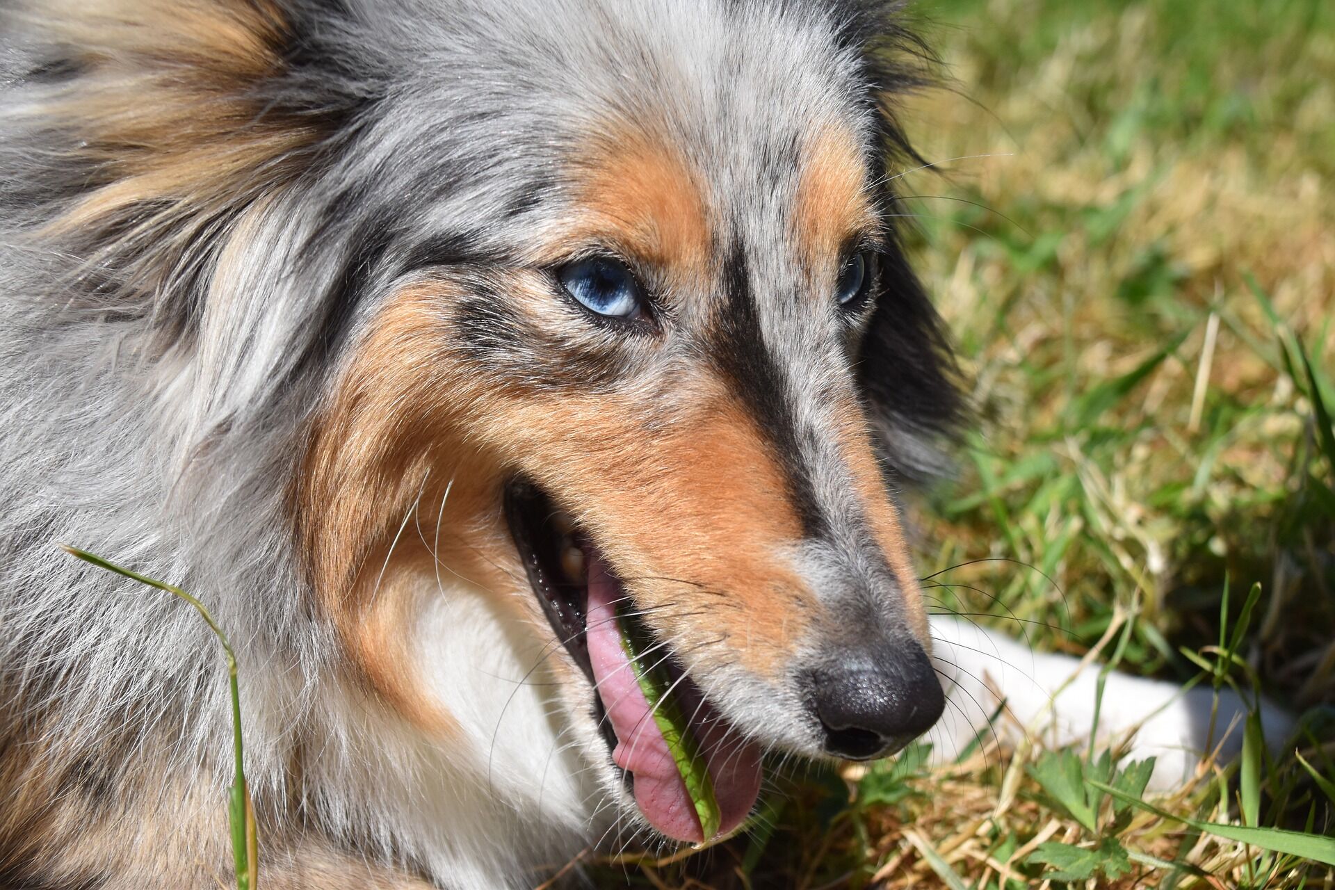 sheltie dog eating blade of grass