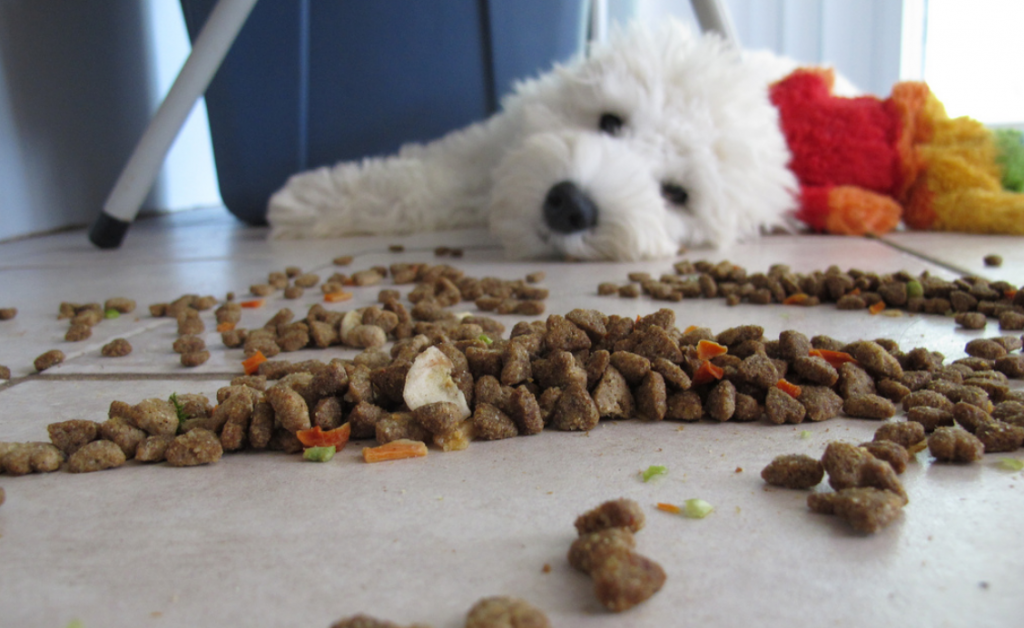 dog with thrown up food on floor