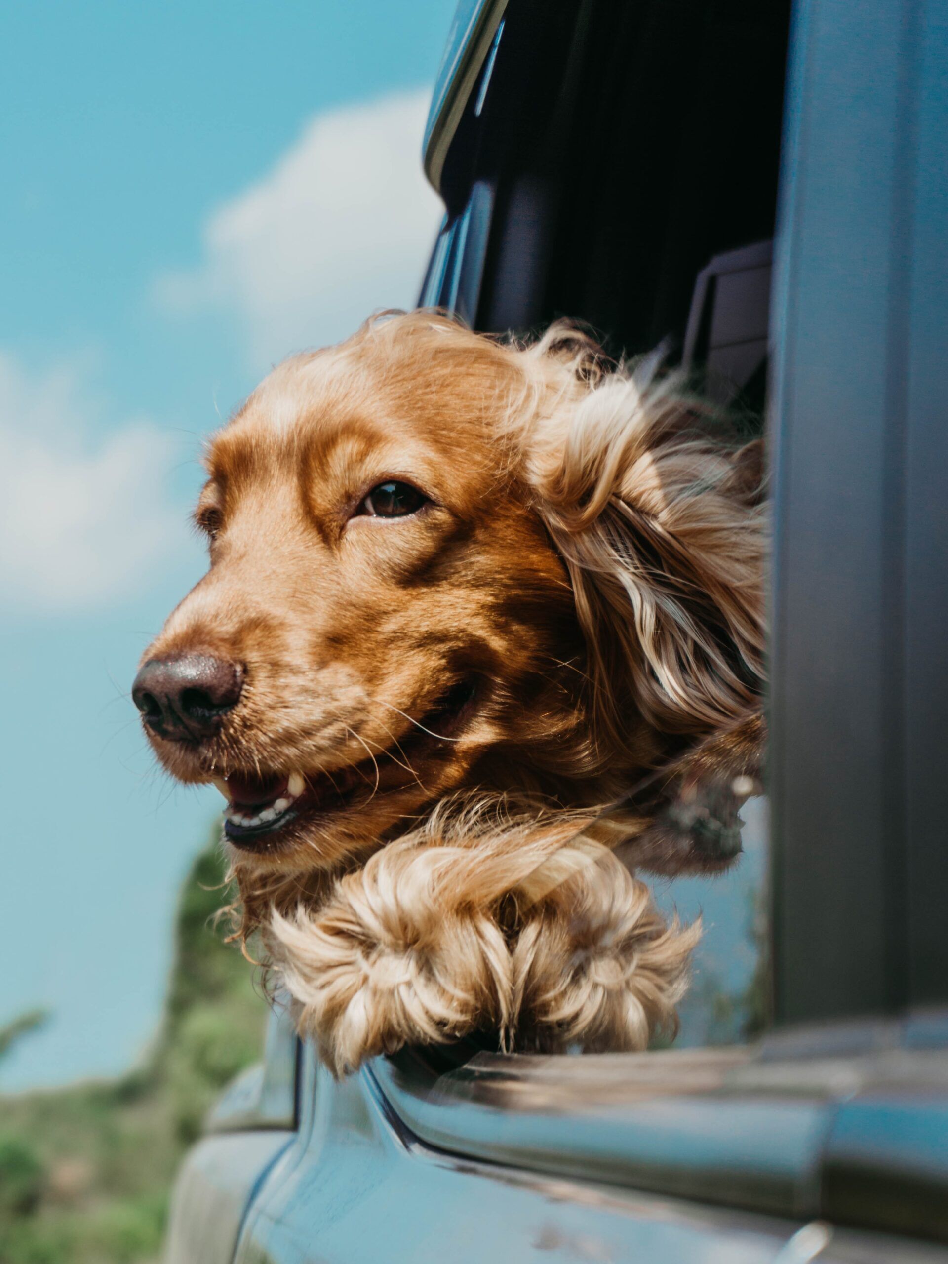 why do dogs get nervous in cars