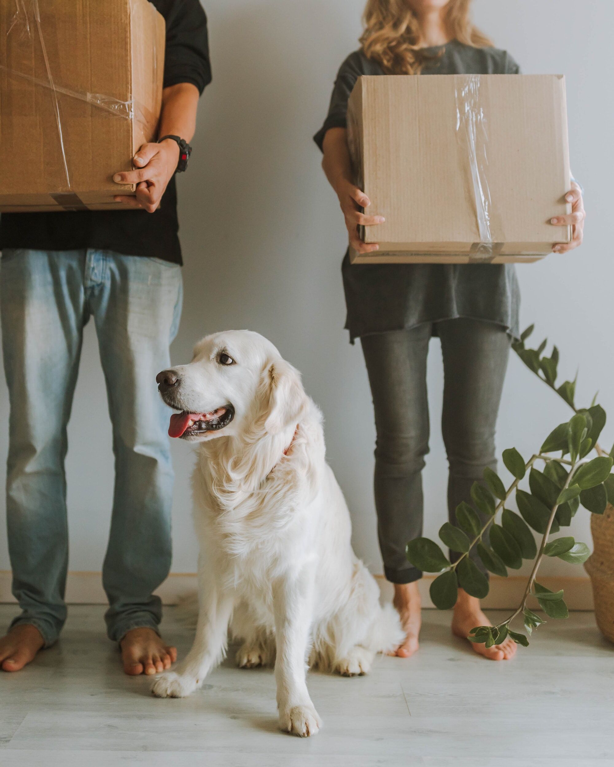 Moving With Pets How To Adjust Them Into A New Environment Airvet   Pexels Anastasia Shuraeva 5481537 1 