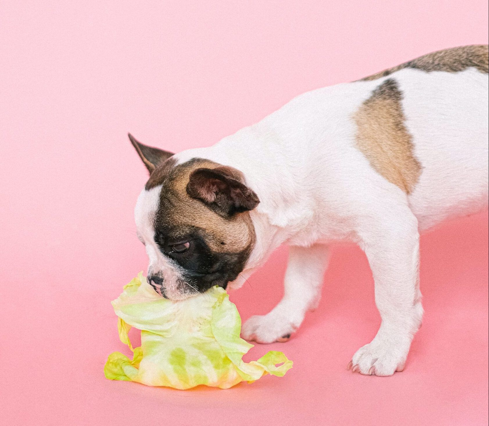 dog eating leaf of lettuce