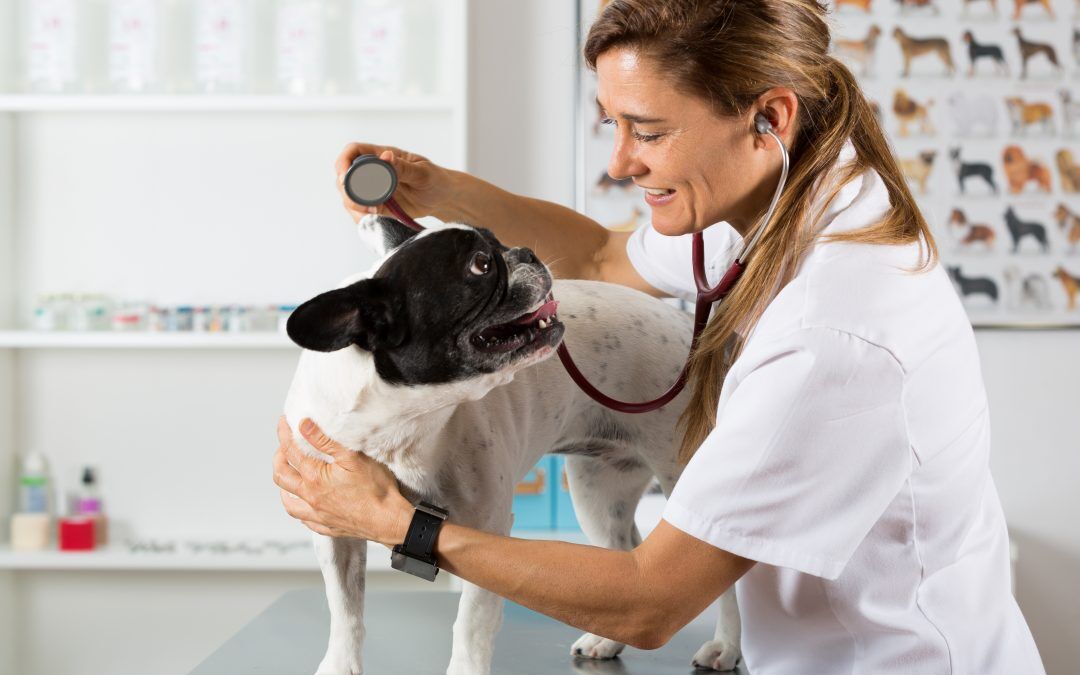 Airvet’s new subscription option includes a wellness plan to provide the most complete care