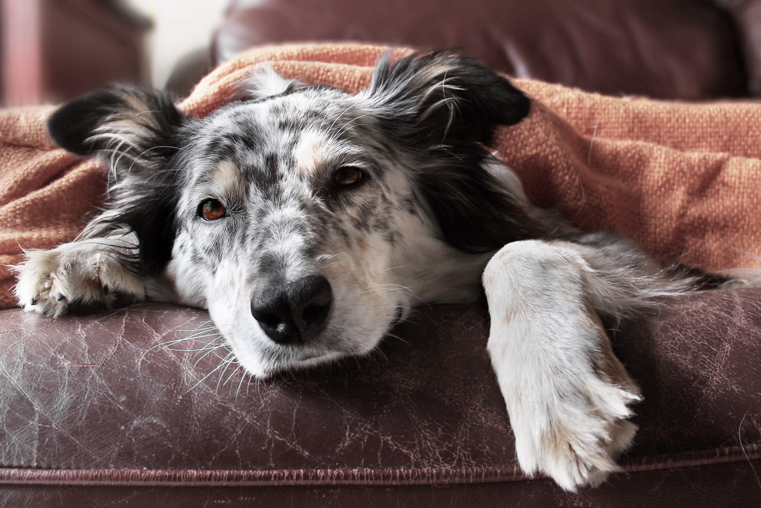 Cancer in dogs. Sick black and white border collie dog laying on leather couch