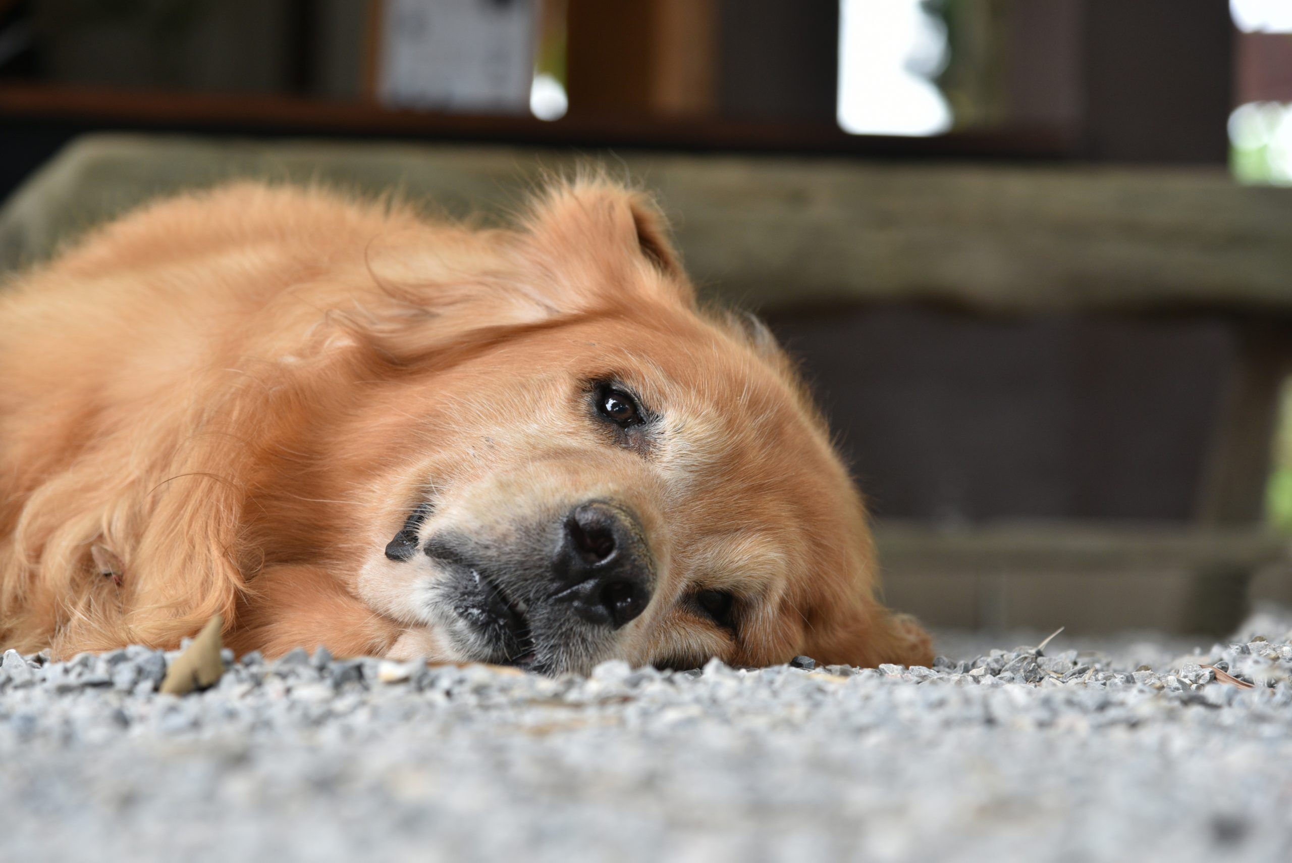 Golden Retriever dog cold looking at camera lying on the ground