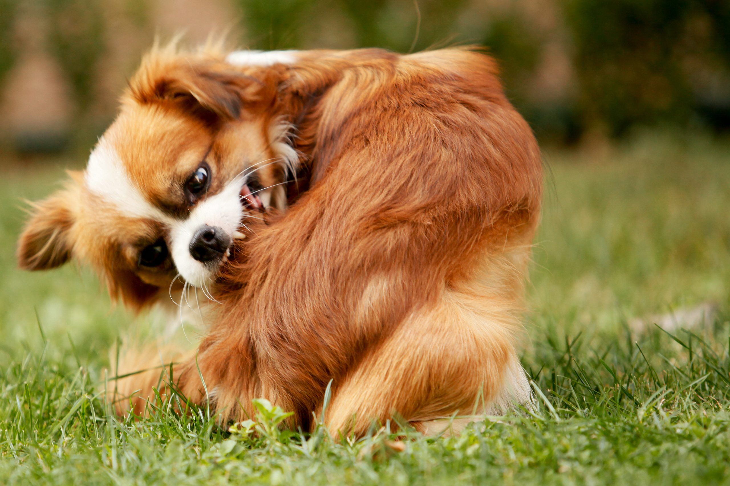 A Pekingese dog with a hot spot scratching his fur