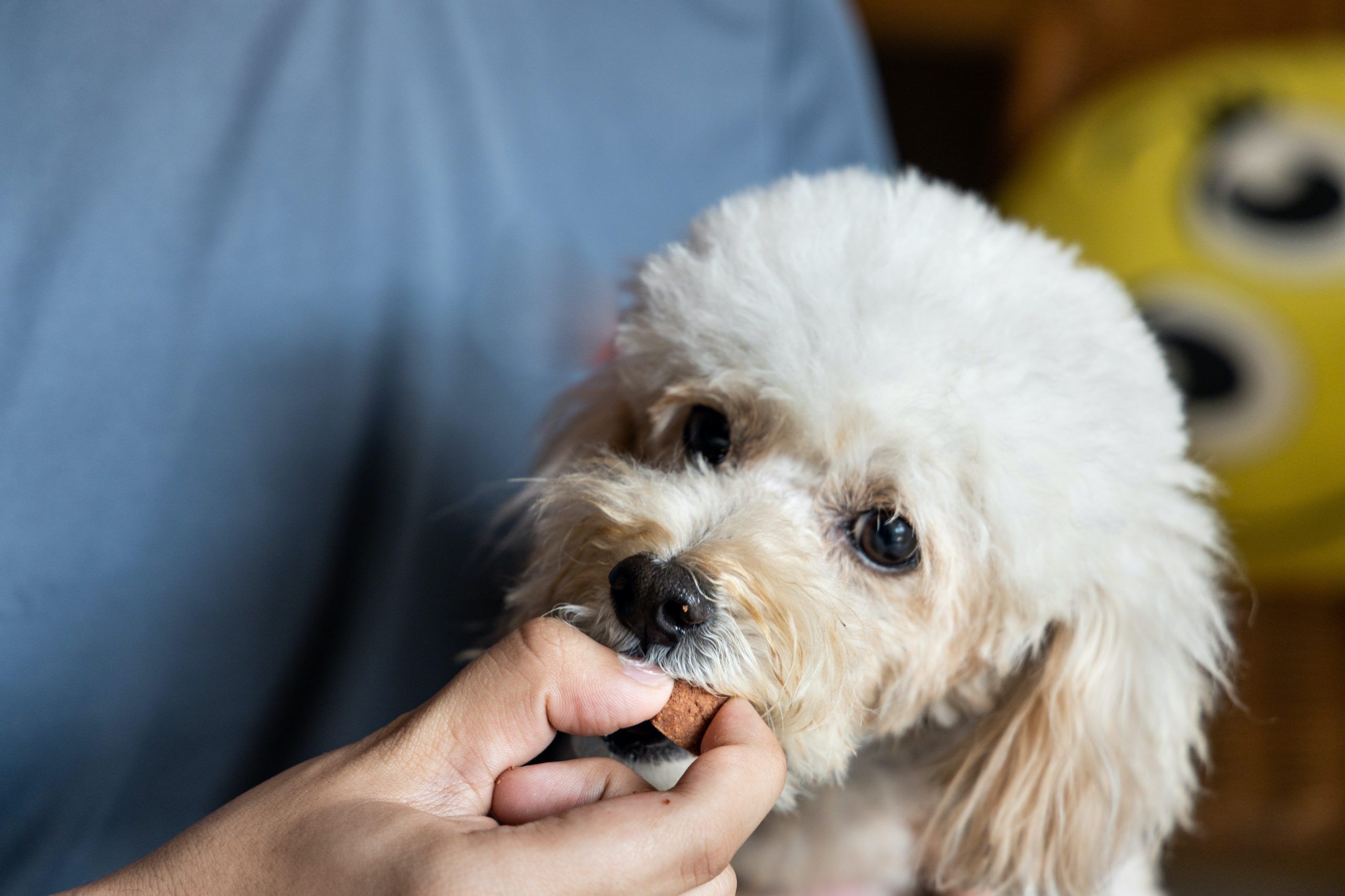 person feeding pet dog with chewable to prevent heartworms in dogs
