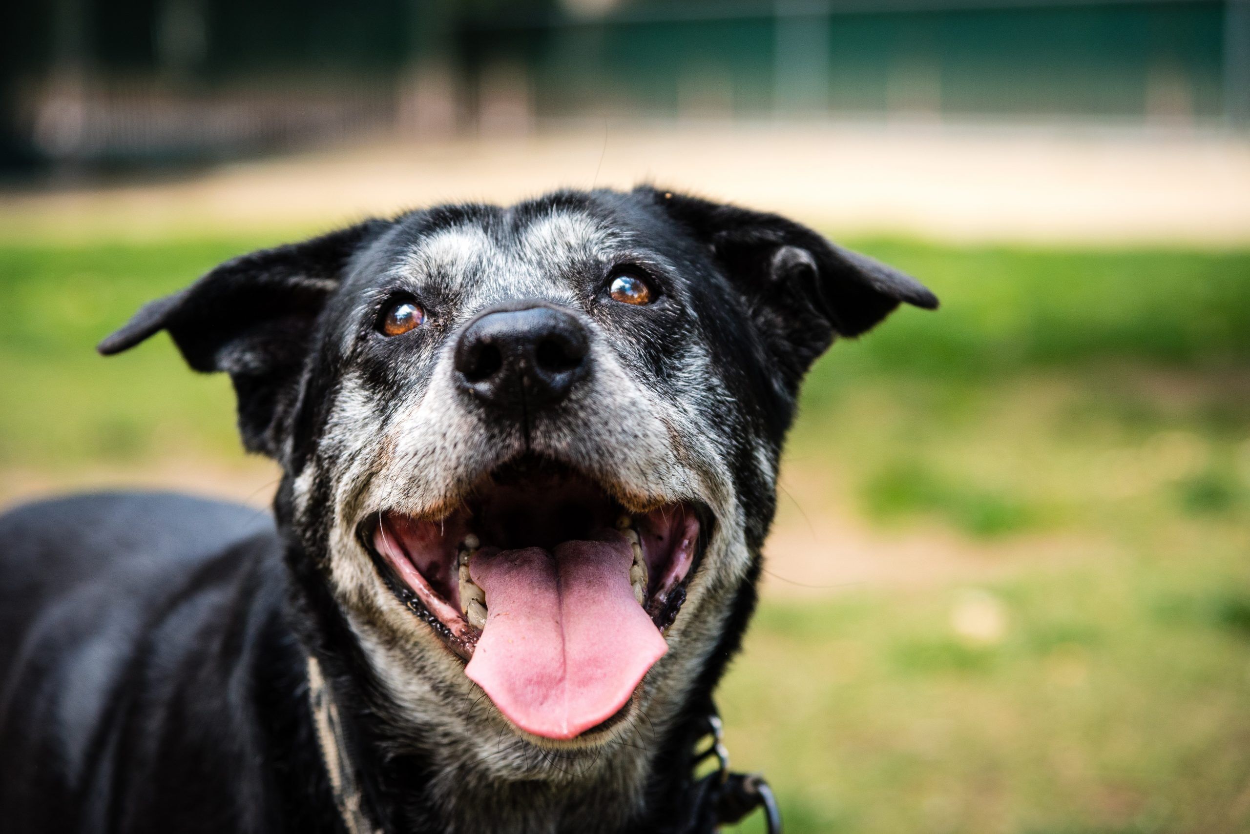 old senior aging dog needs special care