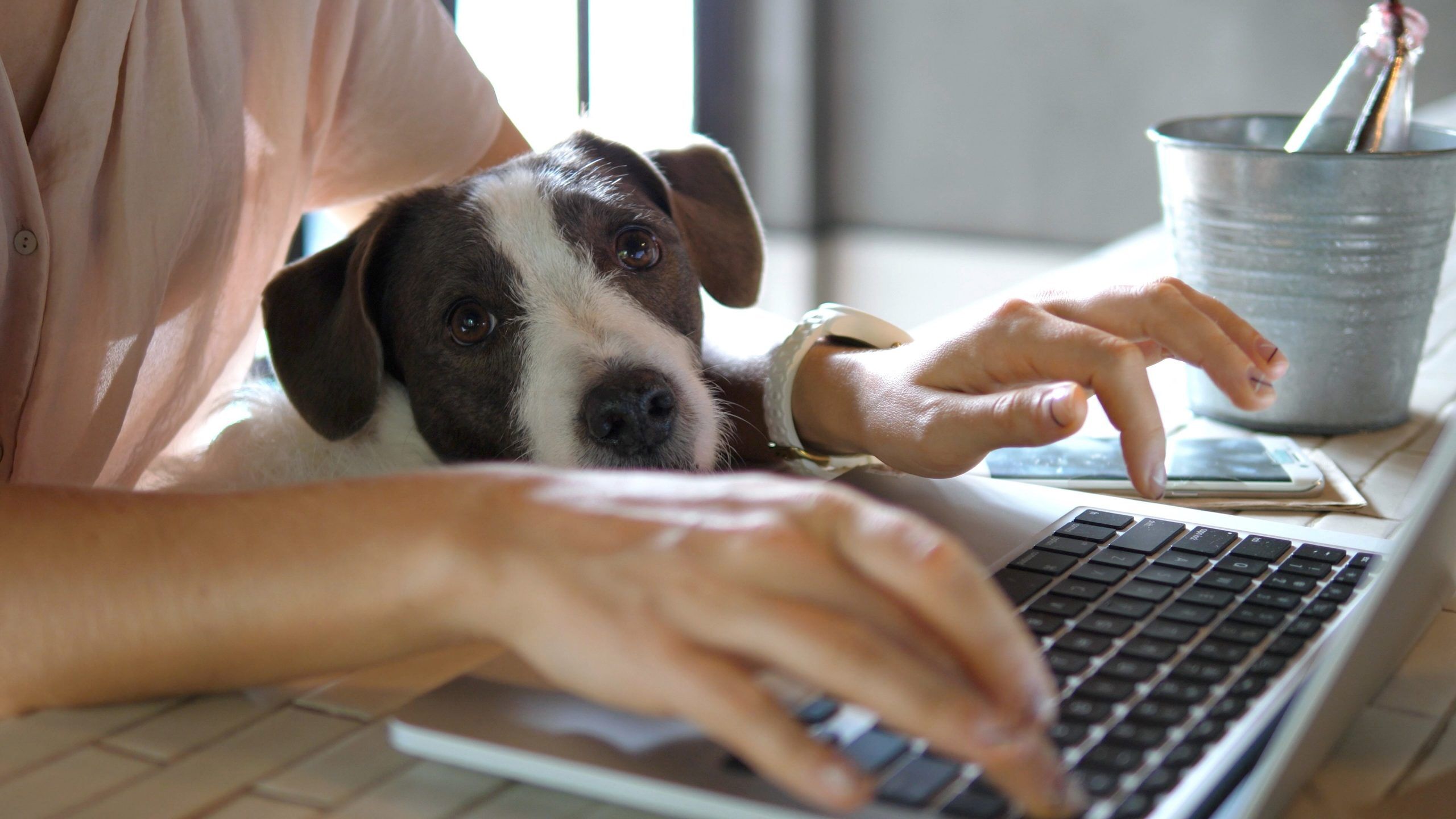 airvet helps pet parents work in a pet-friendly office environment
