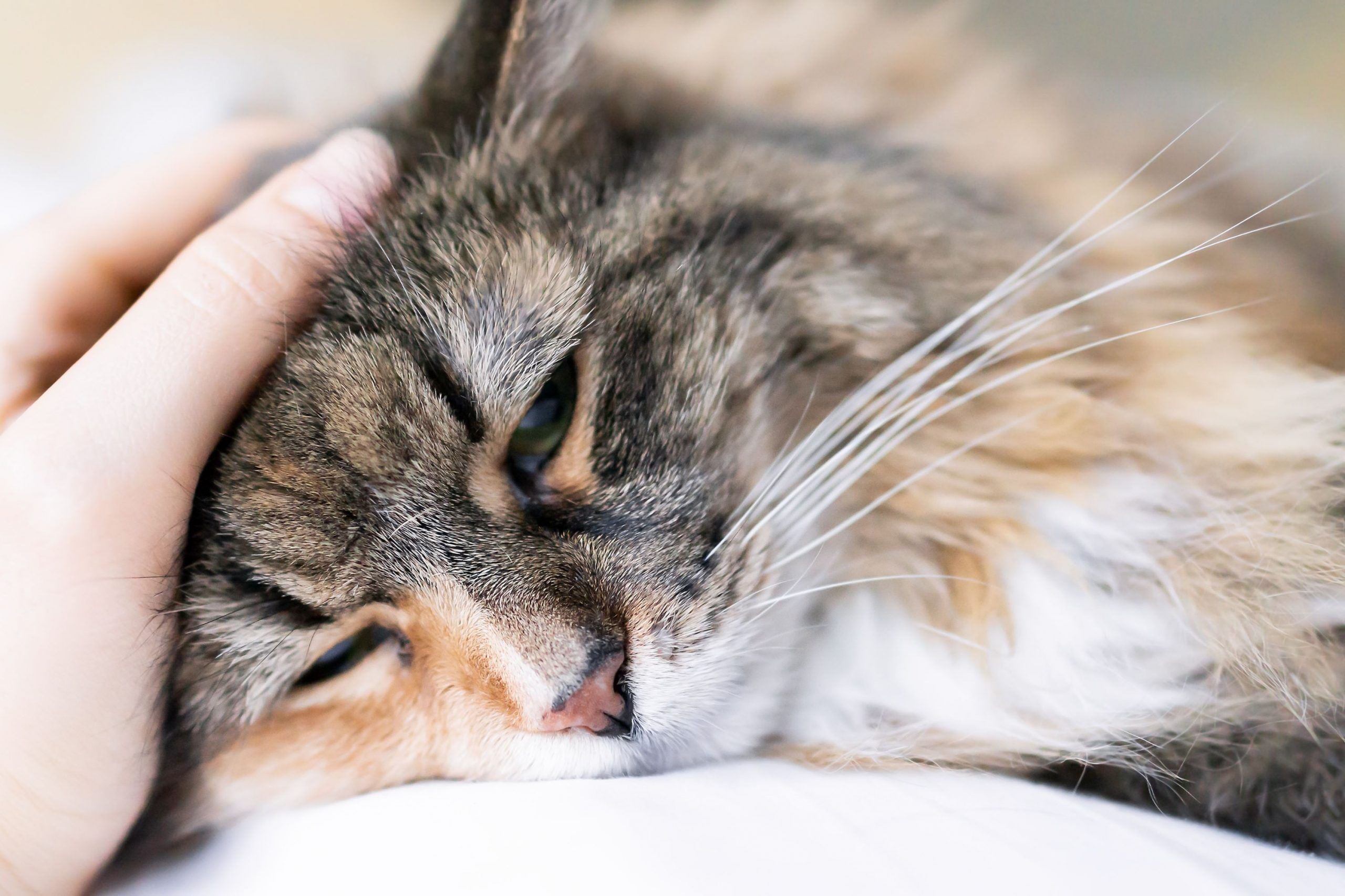 calico cat with arthritis isn't feeling well