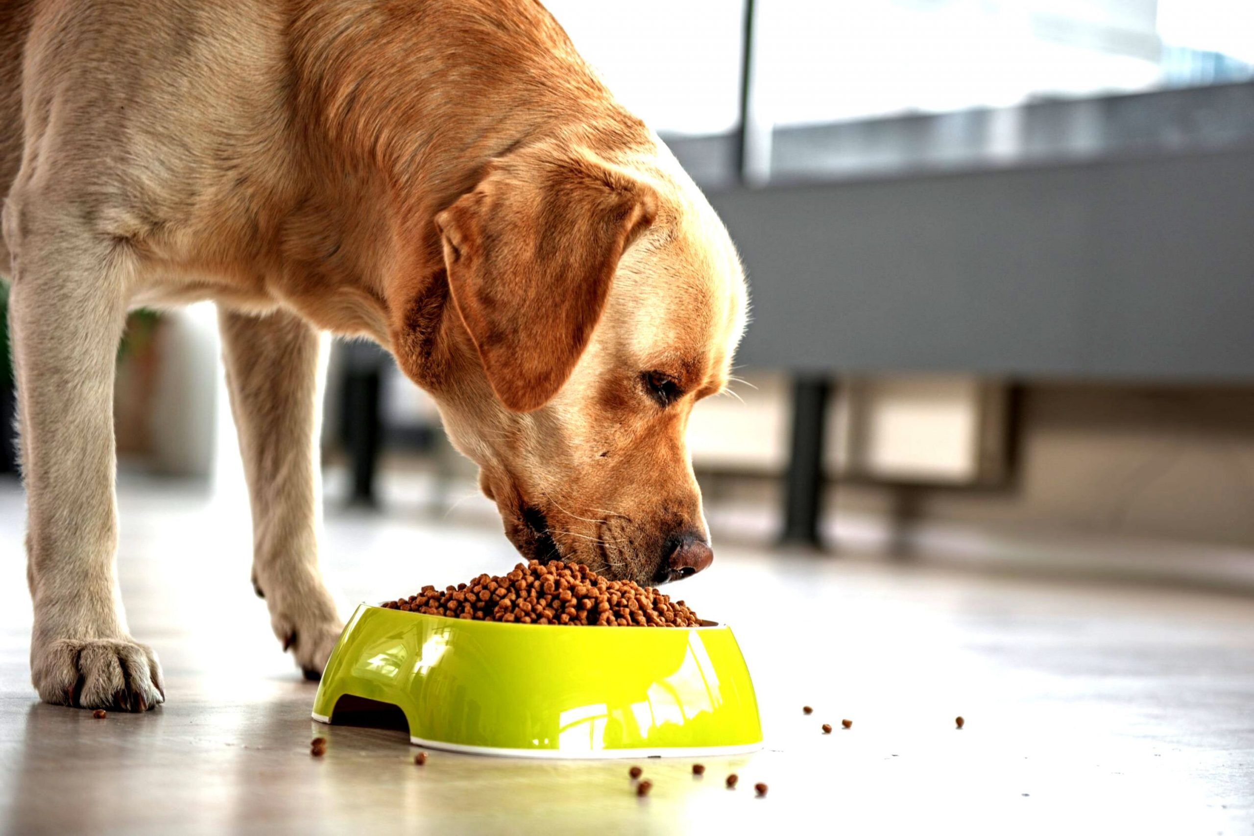 diabetic labrador dog eating food - call Airvet