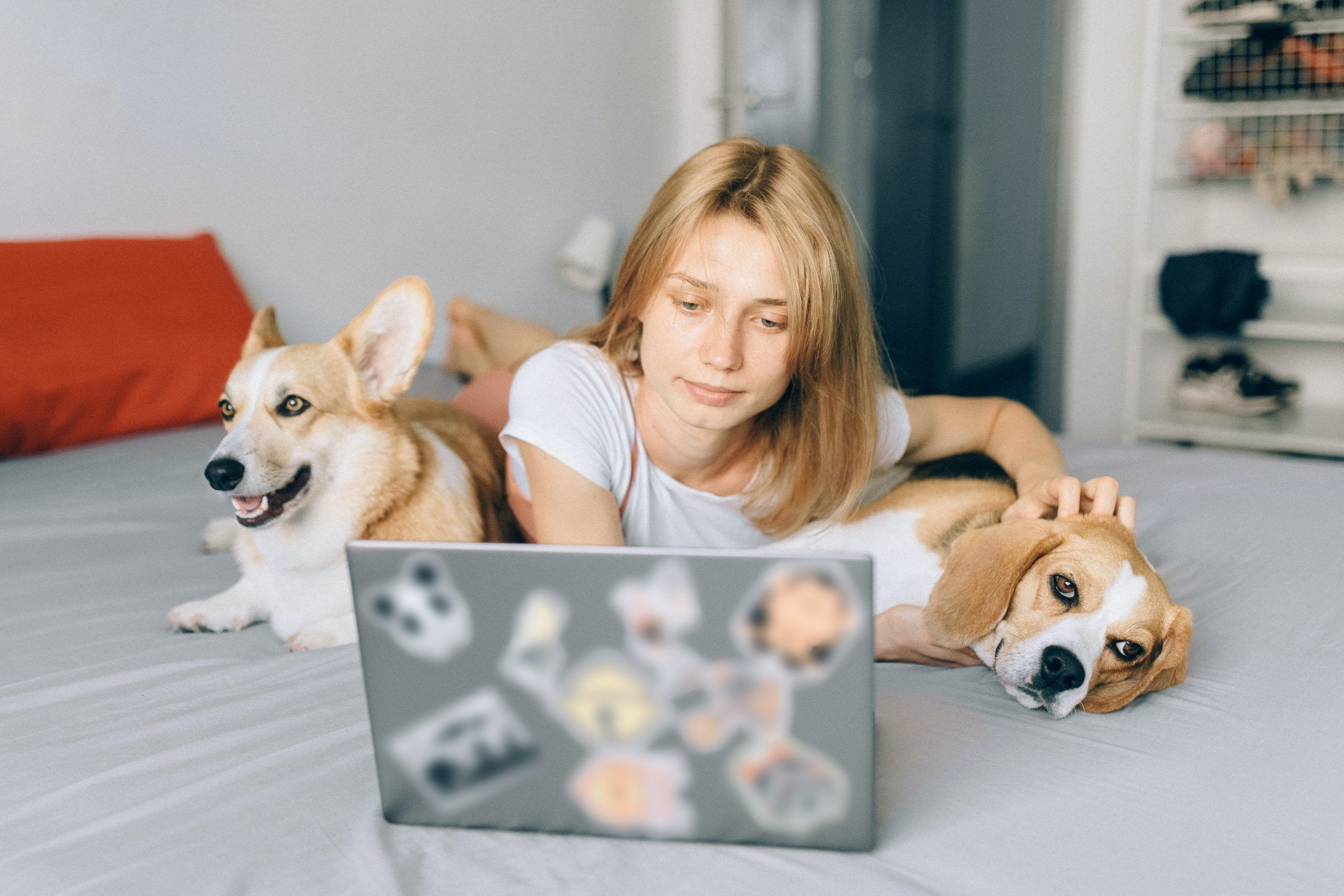 Woman on laptop with two dogs