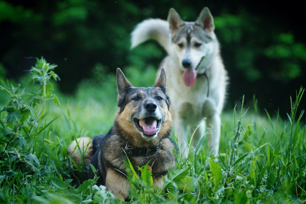 How Do Dogs Get Ear Fungus