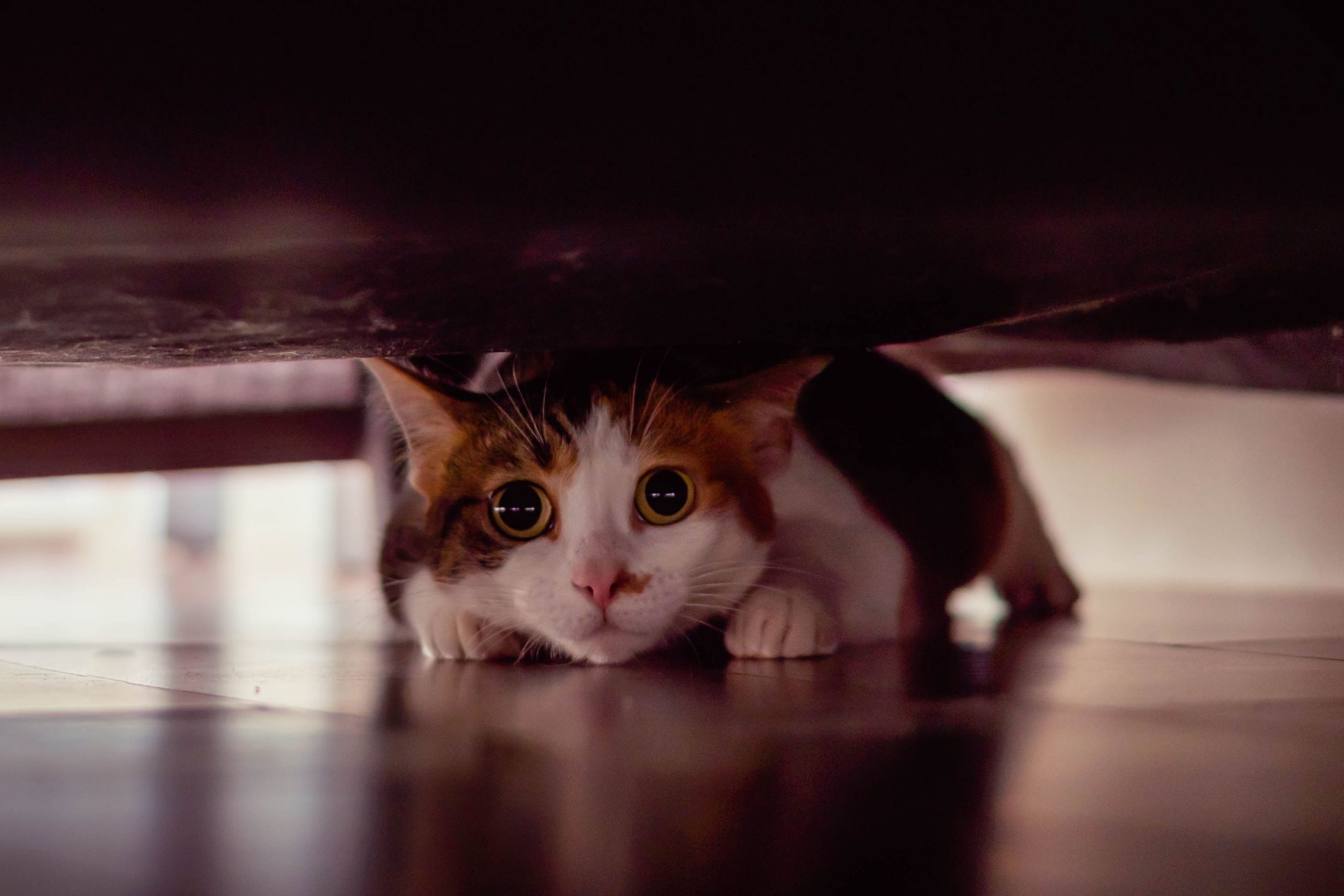 cat hiding under a chair during an earthquake