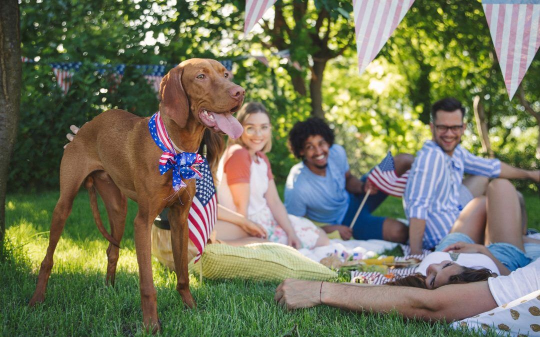 How to make your pet comfortable during July 4th celebrations