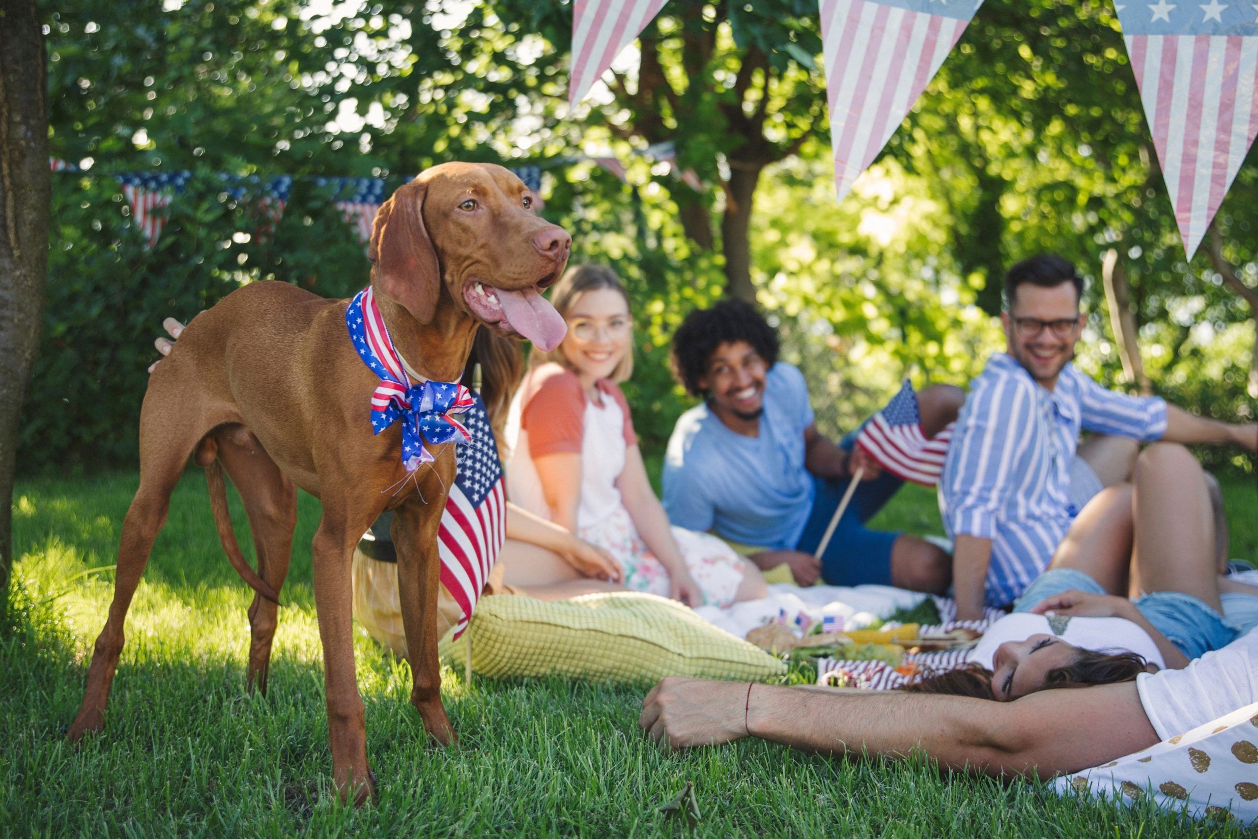 dog at a July 4th picnic with pet parents keepingdog safe during the July 4th holiday