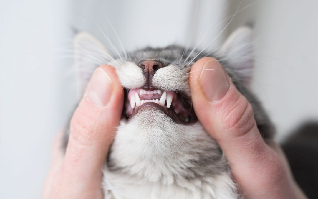 Dental disease in cats