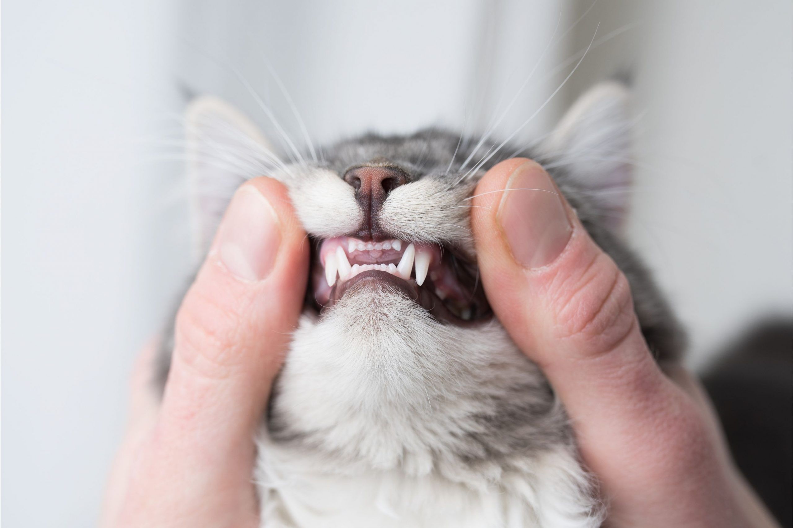 Dental Disease In Cats Airvet