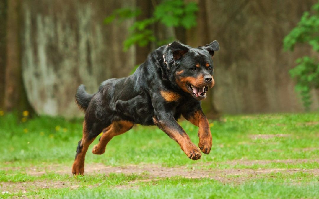 Dog aggression: how to spot it and what to do about it
