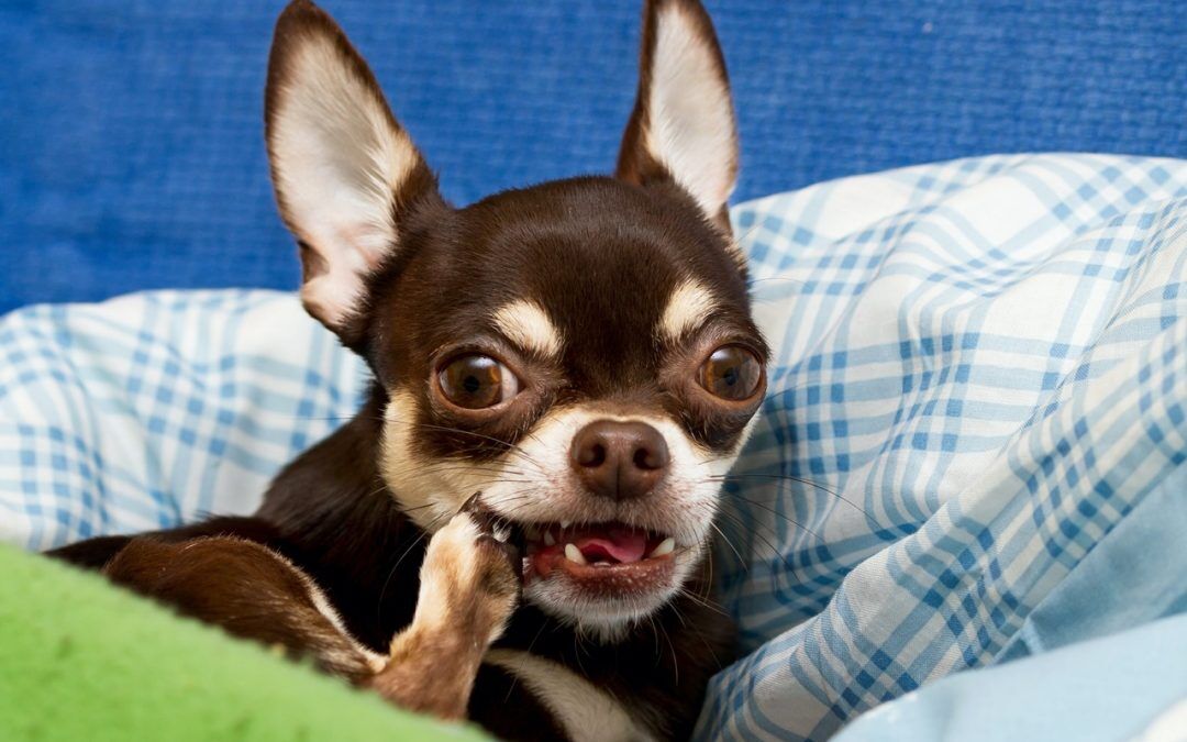 Why dogs chew their paws
