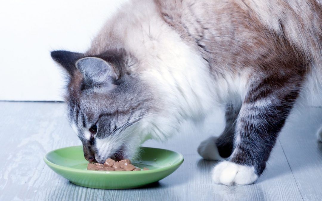 Diabetes in cats: Causes, symptoms and treatment