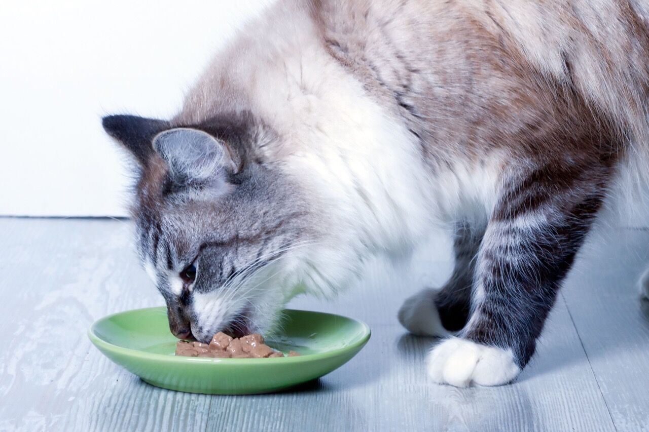 Cats with diabetes usually need to be on a special diet