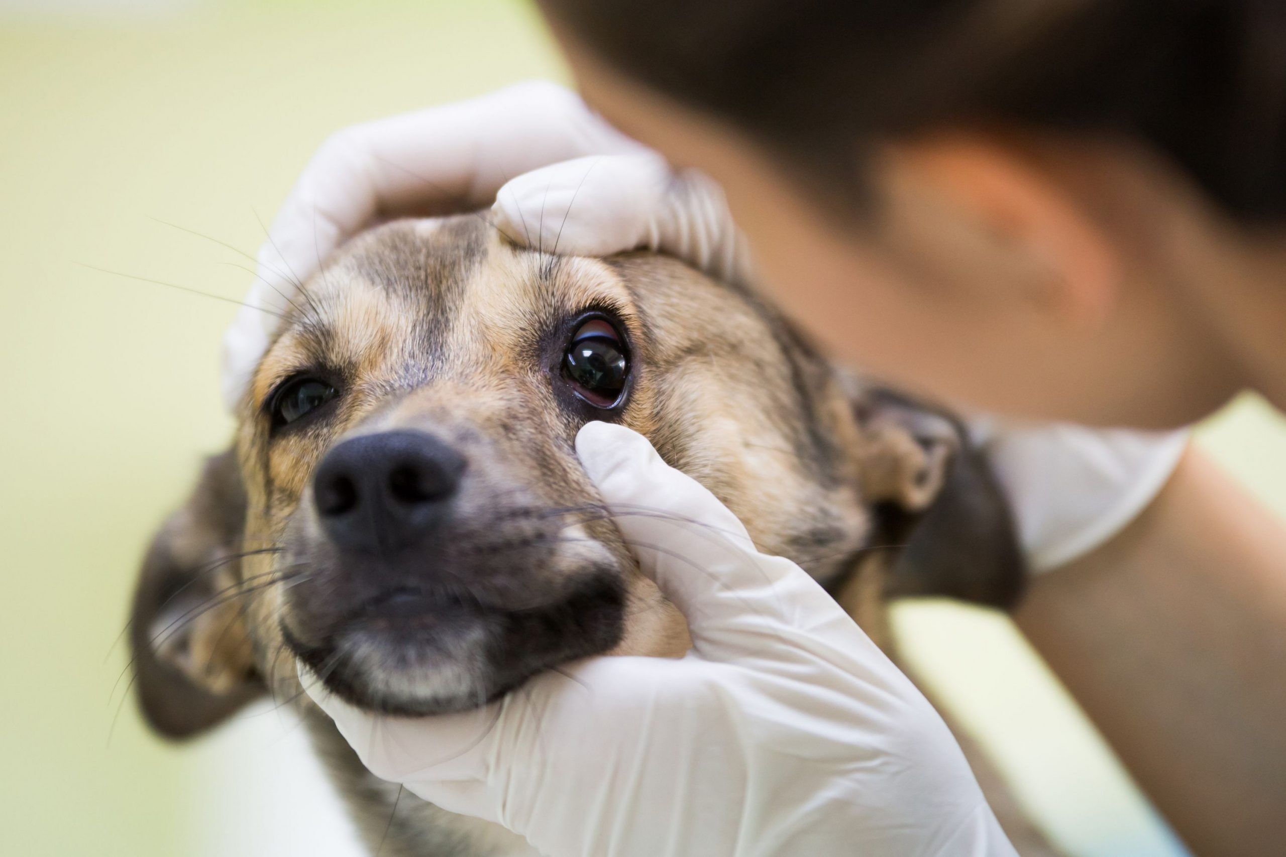 dog with eye discharge and vet looking at the dog's eye