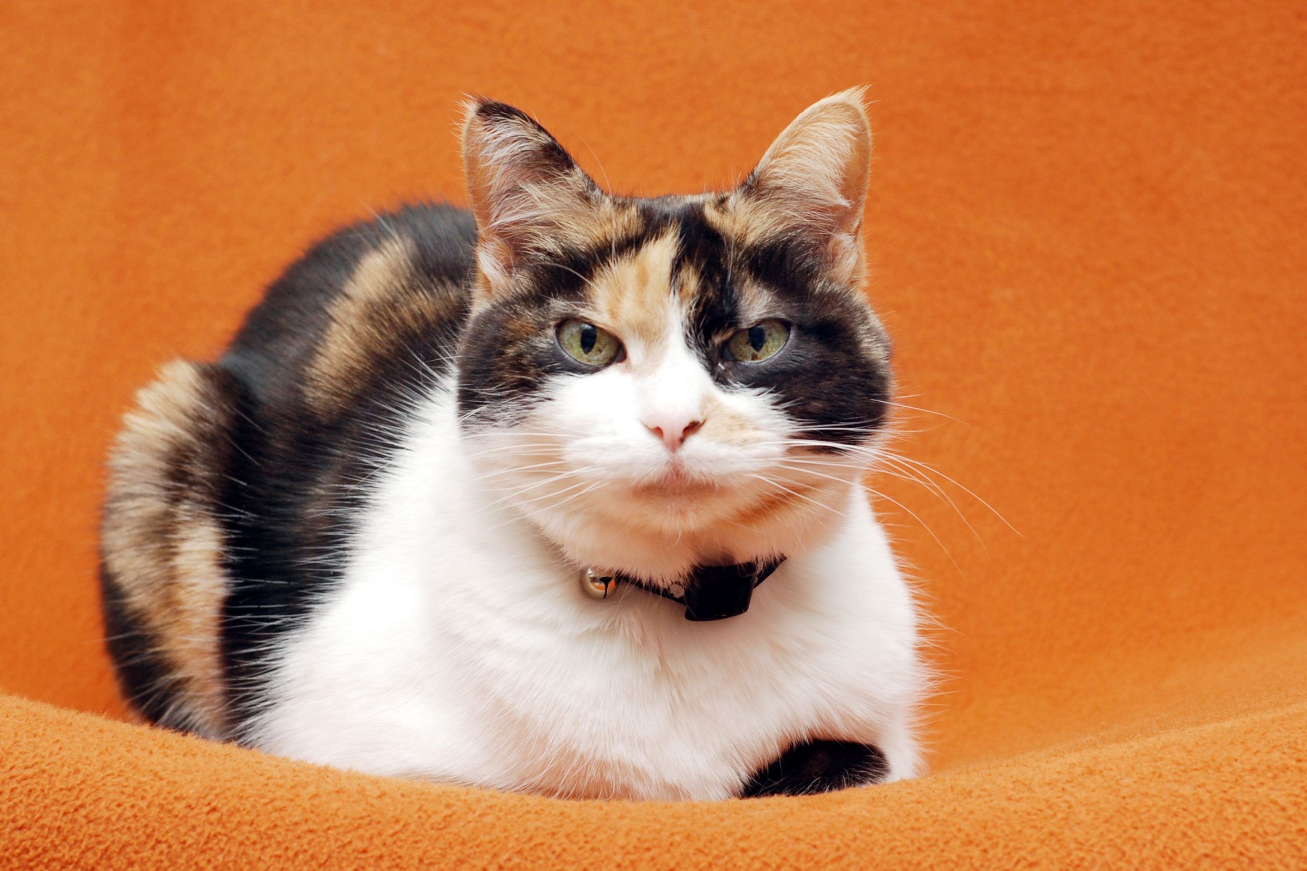 calico cat with hyperthyroidism