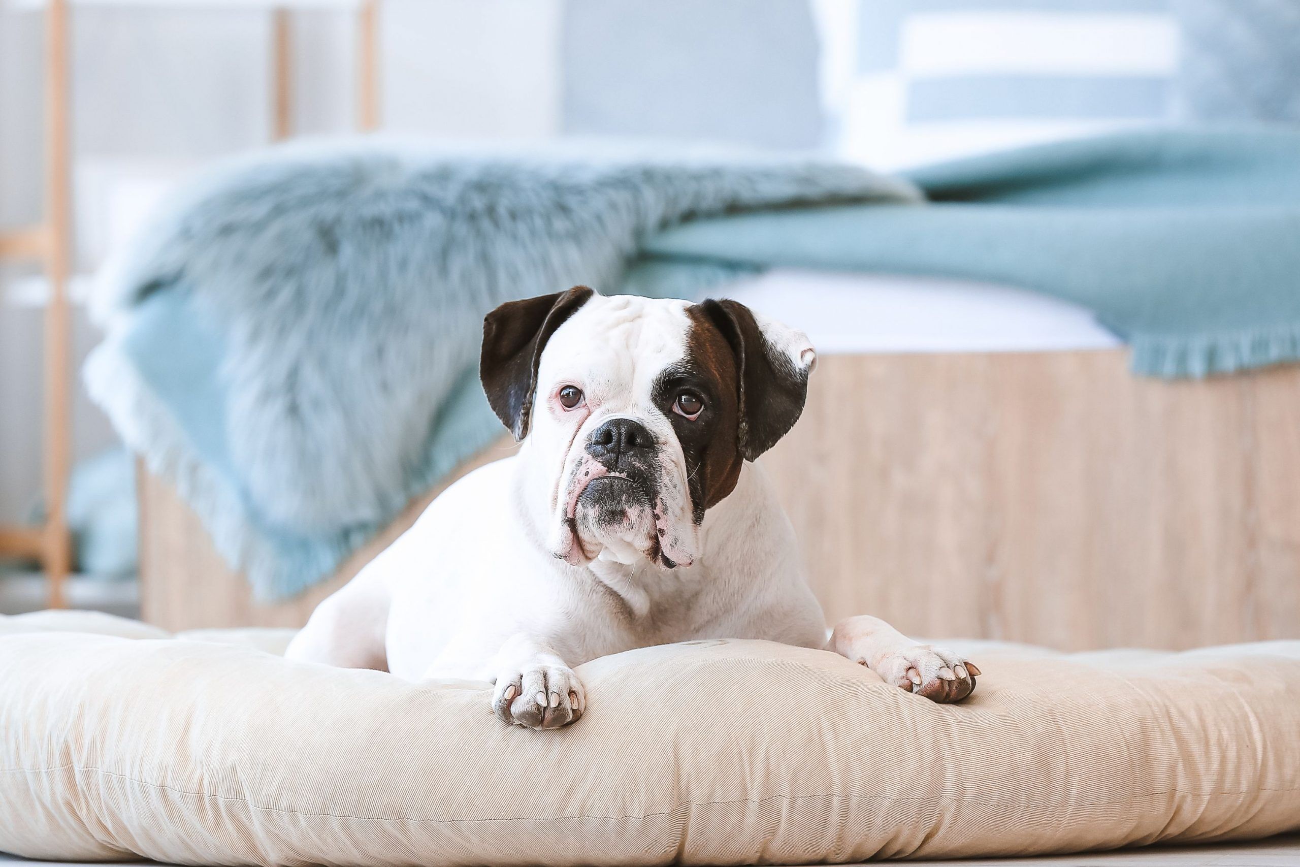 bull dog in bed with arthritis