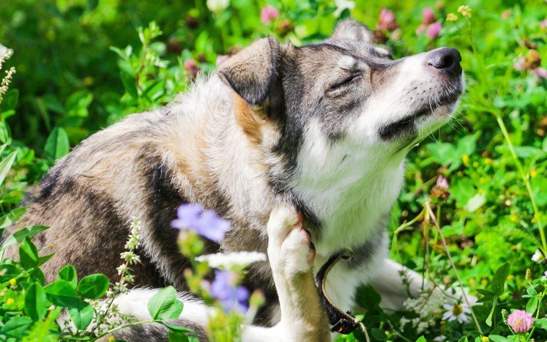 How to manage allergies in dogs