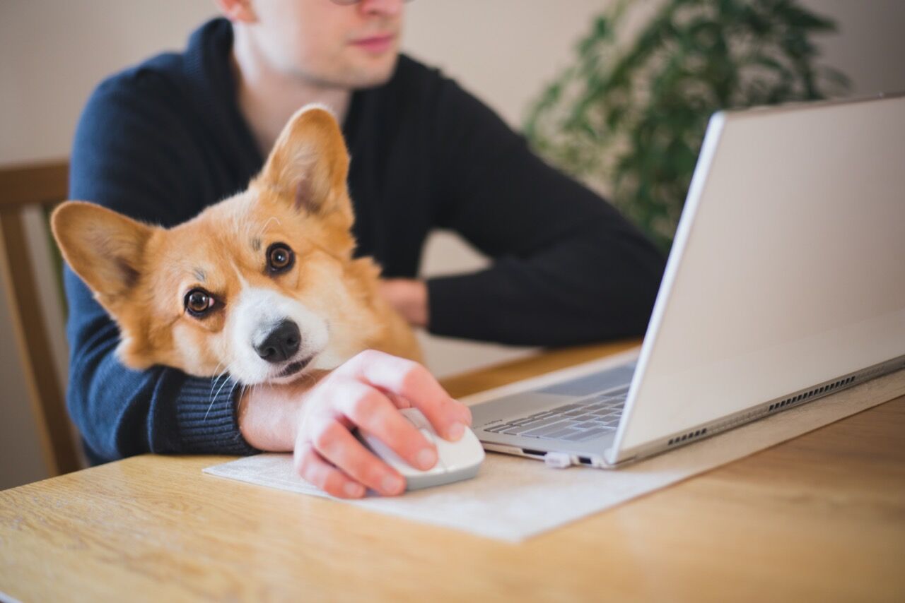 A man working at home during home office with a red and happy welsh corgi dog