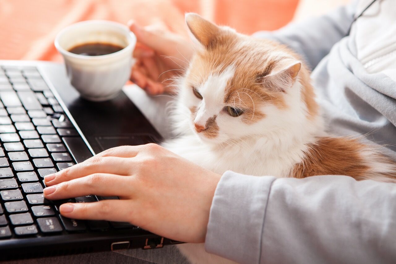 pet care as an employee benefit is gaining momentum with a cat sitting with its owner with a laptop computer