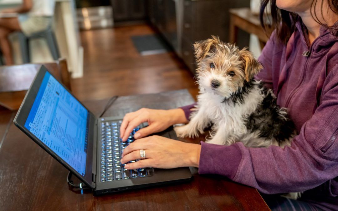 Employee Benefits: What’s the difference between pet insurance and pet telehealth?