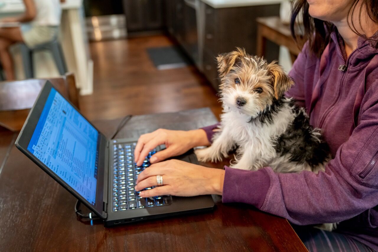 woman working at home with her small dog working on laptop
