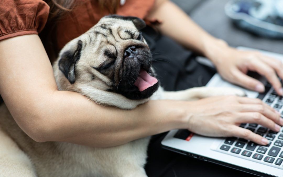 Why HR Benefit Leaders Are “All-In” For Pet Telehealth
